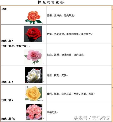 金色鬱金香花語|【Tulip花語大全】10大顏色鬱金香花語，5款鬱金香花。